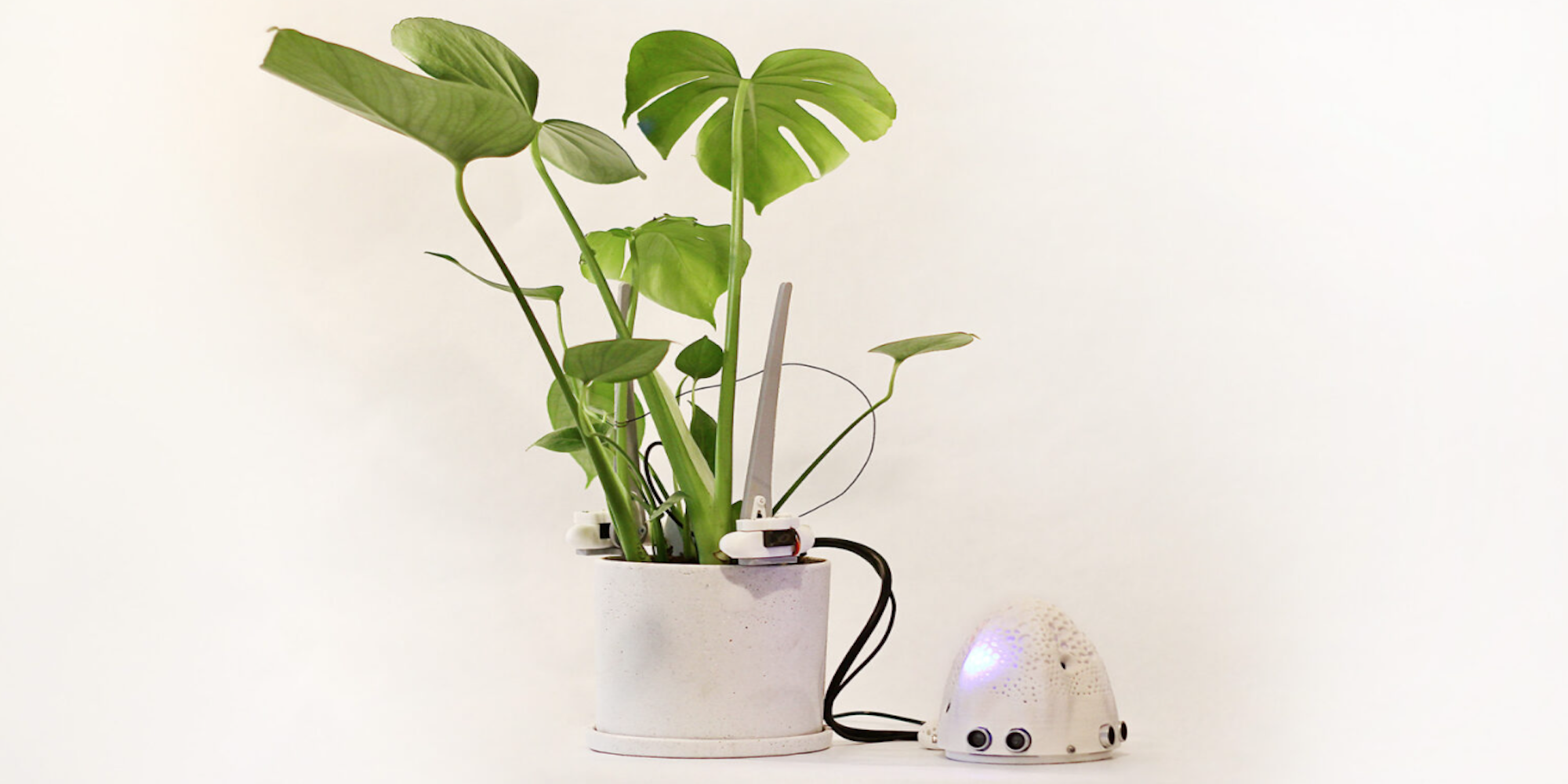 Imagen de Otras Inteligencias. Diálogos Interespecies entre plantas y humanos, de María Castellanos